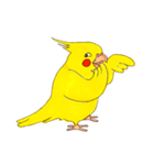 オカメインコ「ごん」vol.01（個別スタンプ：39）