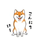 柴犬ちゃん（赤柴）（個別スタンプ：1）