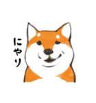 柴犬ちゃん（赤柴）（個別スタンプ：10）