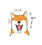 柴犬ちゃん（赤柴）（個別スタンプ：11）