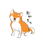 柴犬ちゃん（赤柴）（個別スタンプ：19）