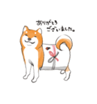 柴犬ちゃん（赤柴）（個別スタンプ：36）