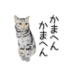 関西弁リアル猫3（個別スタンプ：3）