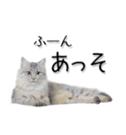 関西弁リアル猫3（個別スタンプ：5）