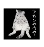 関西弁リアル猫3（個別スタンプ：6）