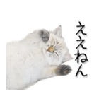 関西弁リアル猫3（個別スタンプ：13）