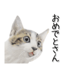関西弁リアル猫3（個別スタンプ：19）