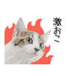 関西弁リアル猫3（個別スタンプ：20）