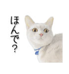 関西弁リアル猫3（個別スタンプ：24）