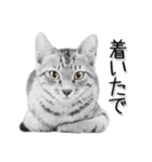 関西弁リアル猫3（個別スタンプ：31）