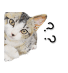 関西弁リアル猫3（個別スタンプ：35）