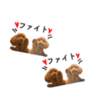 ふわふわトイプー＆プードル 仲良し編（個別スタンプ：20）