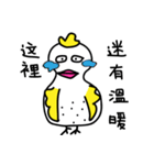 Coo Coo Chick 3（個別スタンプ：19）