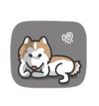 Husky Fendi 2（個別スタンプ：33）