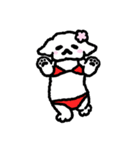 しろいペキニーズ（個別スタンプ：39）