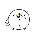 Happy bird's day - roll's daily（個別スタンプ：11）
