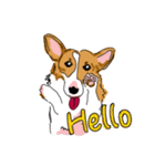 Corgi Wawa has come（個別スタンプ：1）