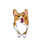 Corgi Wawa has come（個別スタンプ：2）