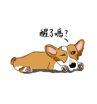 Corgi Wawa has come（個別スタンプ：7）