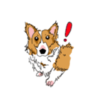 Corgi Wawa has come（個別スタンプ：9）