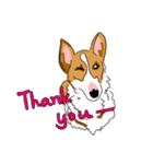 Corgi Wawa has come（個別スタンプ：11）