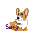 Corgi Wawa has come（個別スタンプ：12）