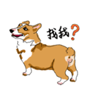 Corgi Wawa has come（個別スタンプ：13）