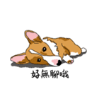 Corgi Wawa has come（個別スタンプ：15）