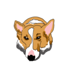 Corgi Wawa has come（個別スタンプ：16）