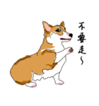 Corgi Wawa has come（個別スタンプ：18）
