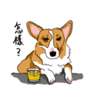 Corgi Wawa has come（個別スタンプ：21）