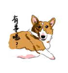 Corgi Wawa has come（個別スタンプ：22）