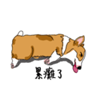 Corgi Wawa has come（個別スタンプ：23）