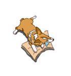 Corgi Wawa has come（個別スタンプ：24）