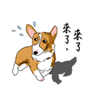 Corgi Wawa has come（個別スタンプ：25）