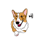 Corgi Wawa has come（個別スタンプ：29）