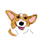 Corgi Wawa has come（個別スタンプ：33）