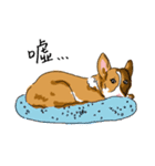 Corgi Wawa has come（個別スタンプ：36）