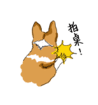 Corgi Wawa has come（個別スタンプ：37）