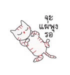 LineRed cat（個別スタンプ：36）