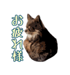 チョコタンチワワのユーリ（個別スタンプ：5）