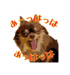 チョコタンチワワのユーリ（個別スタンプ：8）
