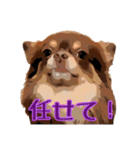 チョコタンチワワのユーリ（個別スタンプ：10）