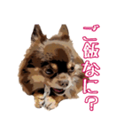 チョコタンチワワのユーリ（個別スタンプ：19）