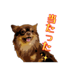 チョコタンチワワのユーリ（個別スタンプ：23）