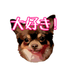 チョコタンチワワのユーリ（個別スタンプ：29）