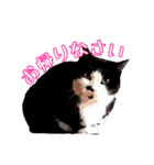 チョコタンチワワのユーリ（個別スタンプ：32）