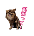 チョコタンチワワのユーリ（個別スタンプ：33）