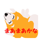 日本 柴犬（個別スタンプ：1）