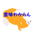 日本 柴犬（個別スタンプ：3）